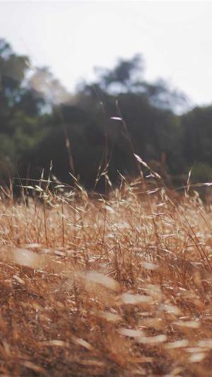 小霸王万能站群蜘蛛池截图1