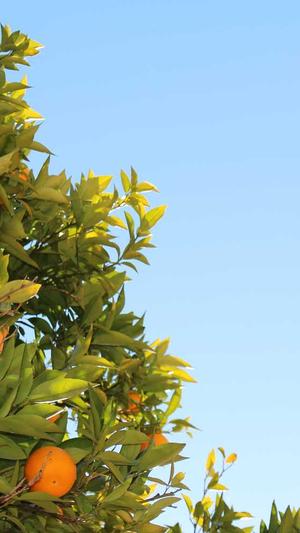 问答泛目录站群截图1