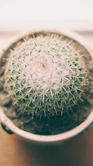 蜘蛛池出租包月找哪家截图2