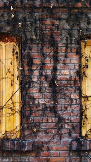 seo分析工具截图2