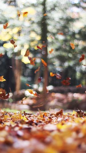 用什么程序来做蜘蛛池截图4